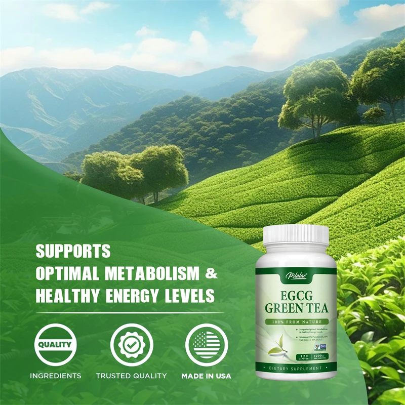 EGCG 녹차 추출물 - 신진대사를 촉진하고 건강한 지 - Green Tea Extract Fat 리뷰 및 가격